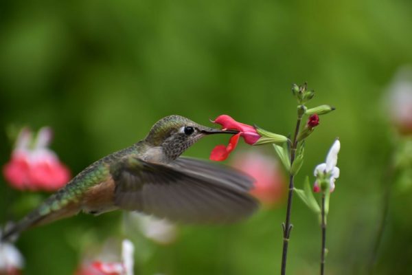 Hummingbird  12x8 2 100 For Discount