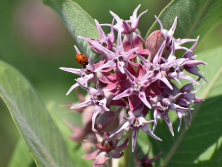 Ladybug on Milkweed  2 30 24x16 Online now