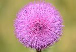 Pink Thistle  24x16 4 30 on Sale