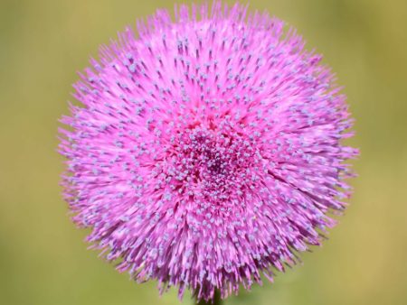 Pink Thistle  24x16 4 30 on Sale