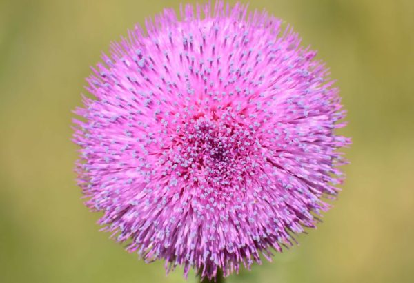 Pink Thistle  24x16 4 30 on Sale