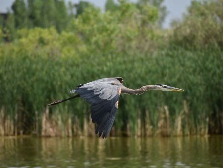 Great Blue Heron  24x16 1 30 Cheap