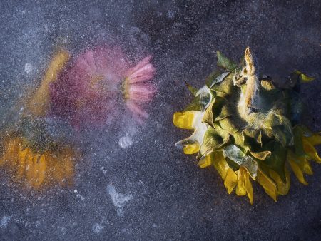 Flowers Found Frozen in an Icy Creek, #1 on Sale