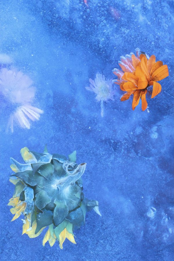 Flowers Found Frozen in an Icy Creek, #4 Online Hot Sale