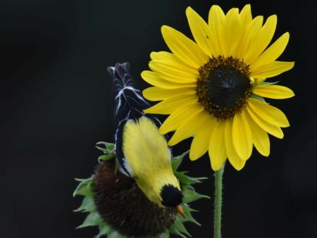 American Goldfinch  24x16 1 30 Online