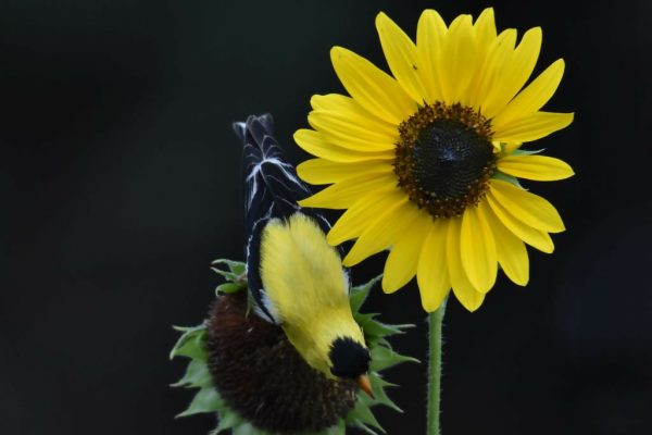 American Goldfinch  24x16 1 30 Online