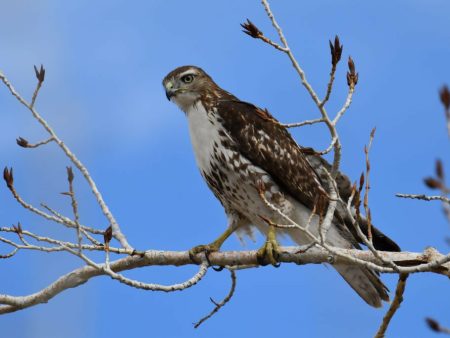 Red-tailed Hawk  12x8 2 100 Cheap