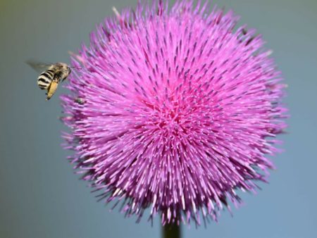 Pink Thistle with a Bumblebee  12x8 2 100 Cheap