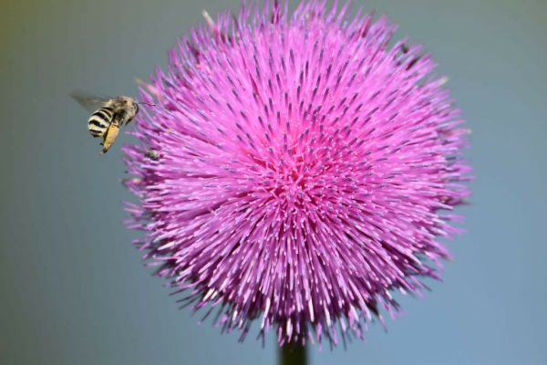 Pink Thistle with a Bumblebee  12x8 2 100 Cheap